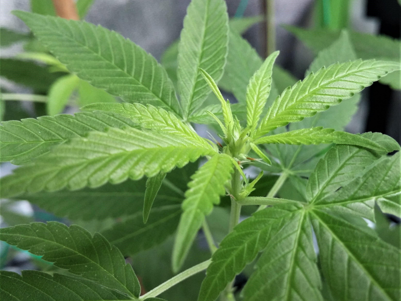 A close-up of a green hemp seedling