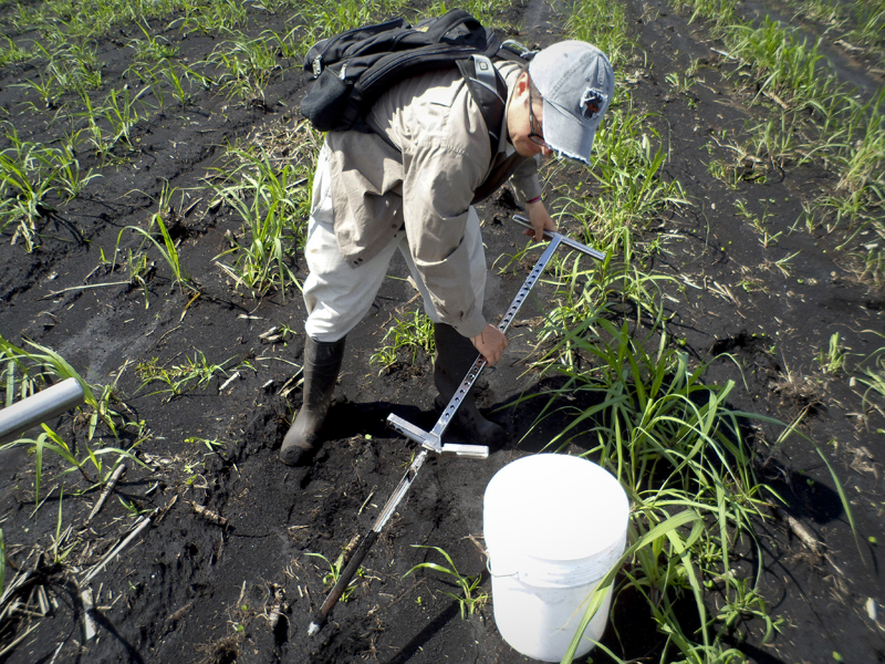 Newswise: Are sinking soils in the Everglades related to climate change?
