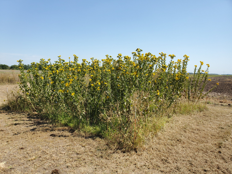 pequeña parcela de silflowers en campo