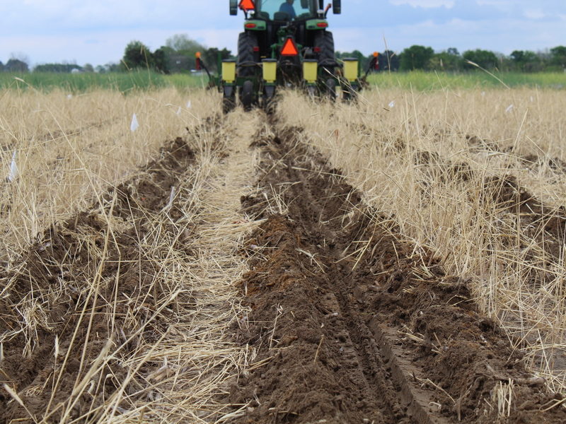 Dejar los residuos de la cosecha del año pasado en el campo puede aumentar el carbono del suelo. Luego, el siguiente cultivo se planta con una sembradora para labranza cero con una alteración mínima del suelo. Esta es una práctica que los agricultores pueden adoptar para ayudarlos a ingresar al mercado del carbono. En la foto: plantación de semillas de maíz en residuos de cultivos. Crédito: Rajveer Singh tractor e hileras de tierra en el campo