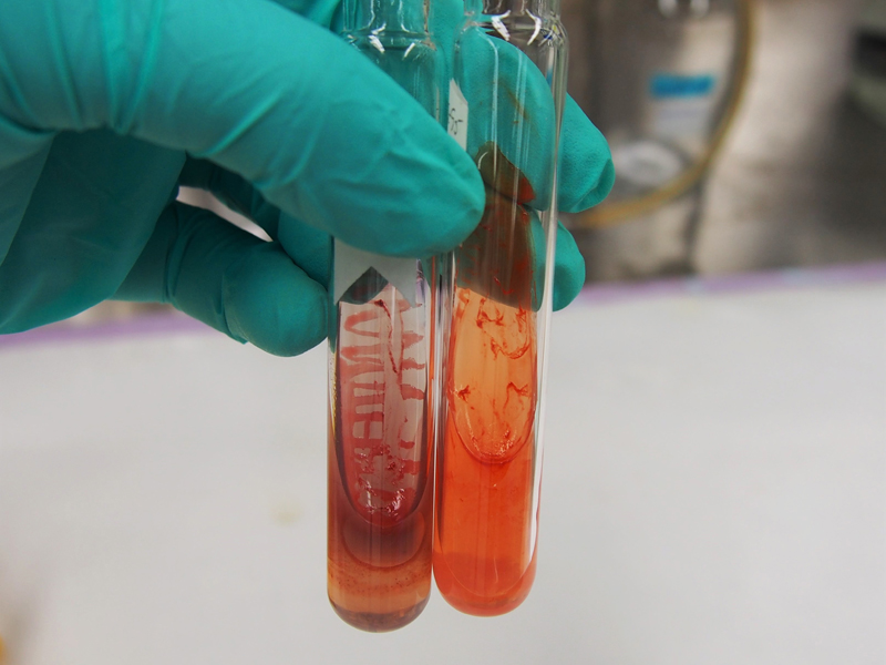 tubos de ensayo en laboratorio con contenido rojo