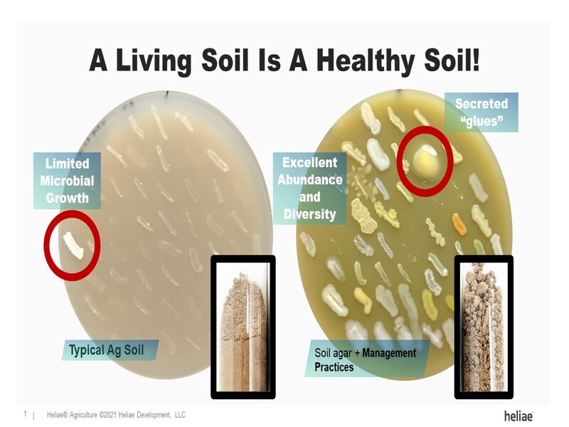 Side by side comparison of limited microbial growth vs. an abundance of microbial growth