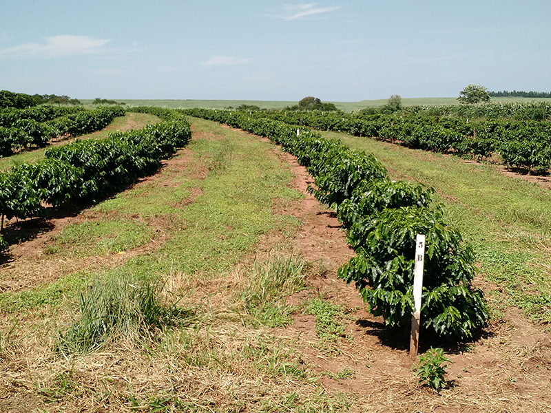 Una foto del inicio del experimento, con la aplicación de piedra caliza y yeso fosforado en un cultivar joven de una plantación de café de dos años. Crédito: Renan J. Parecido plantas de café etiquetadas en el campo