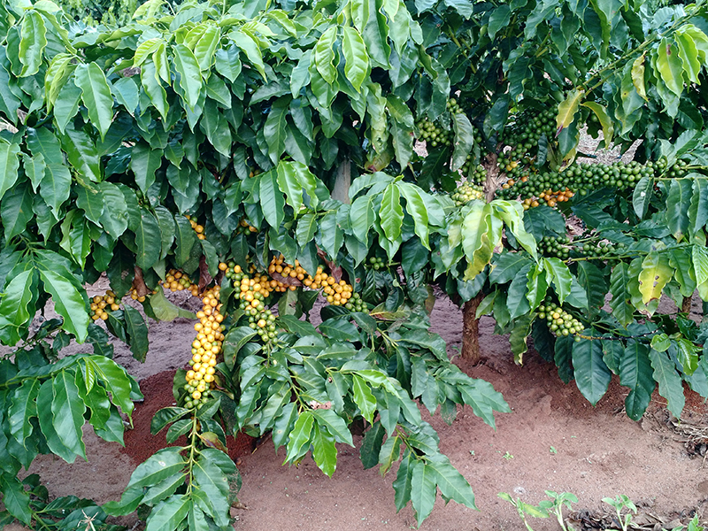 plantas de cafe con frutos rojos