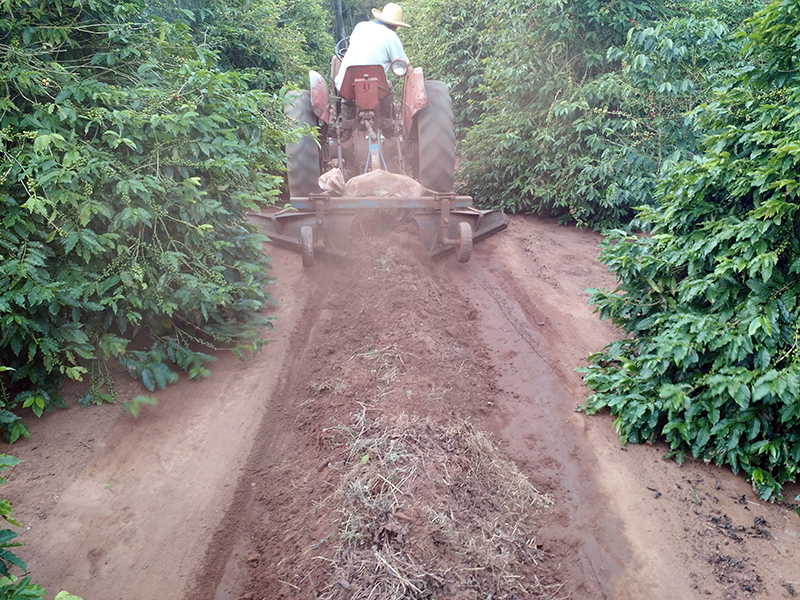 Productor de café en tractor preparándose para la cosecha limpiando el suelo cerca y debajo de las plantas. 
