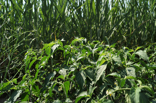 About Agronomy American Society Of Agronomy - 