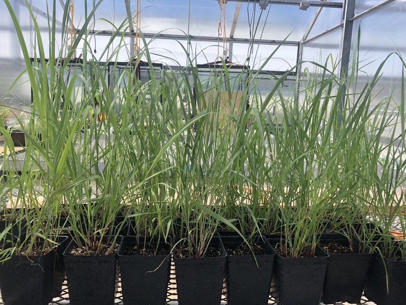 Starting small to better understand key steps in the carbon cycle American Society of Agronomy