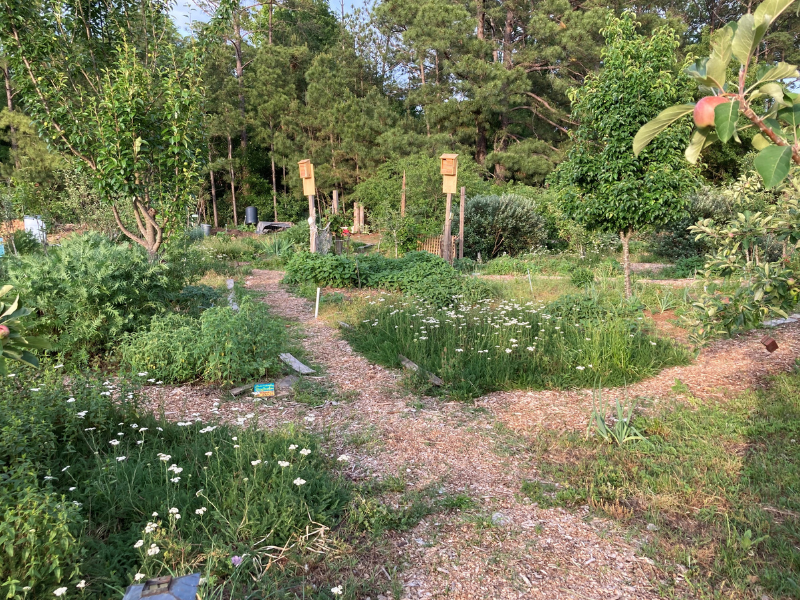 Rosewood Community Orchard en Columbia, SC, ilustra la potencial multifuncionalidad de los sistemas agroforestales urbanos. Las cajas nido ofrecen un hábitat para las abejas nativas y oportunidades para que los visitantes se relacionen con la naturaleza. La superposición de árboles frutales con hierbas, enredaderas y arbustos frutales y otros cultivos proporciona alimento a las personas. Un sistema de ruta clara con un eje central mejora la legibilidad y el atractivo psicológico del sitio. Crédito de la foto: John Taylor jardín comunitario urbano con sendero para caminar, flores y árboles