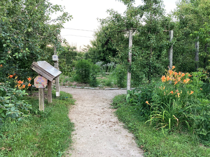 En el huerto comunitario de Bloomington en Bloomington, IN, un camino ancho y accesible de piedra triturada conduce a un espacio central de reunión formal definido por ciruelos en espaldera. Los bordes de hierba cortada y piedra recuperada crean marcos ordenados para las plantaciones biodiverso pero "desordenado", aumentando su aceptabilidad cultural. Crédito de la foto: John Taylor Entrada al jardín comunitario urbano con sendero para caminar, flores y árboles.