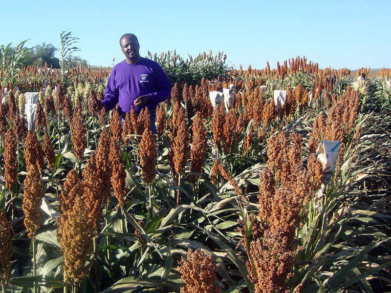Mejora de la digestibilidad de las prote&iacute;nas en el sorgo