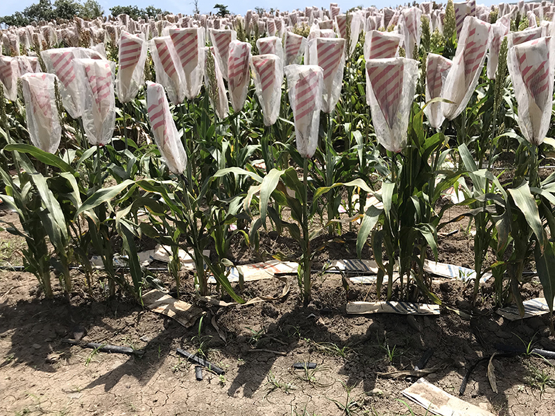 Mejora de la digestibilidad de las prote&iacute;nas en el sorgo