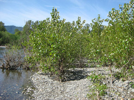 Poplar trees growing on river bank