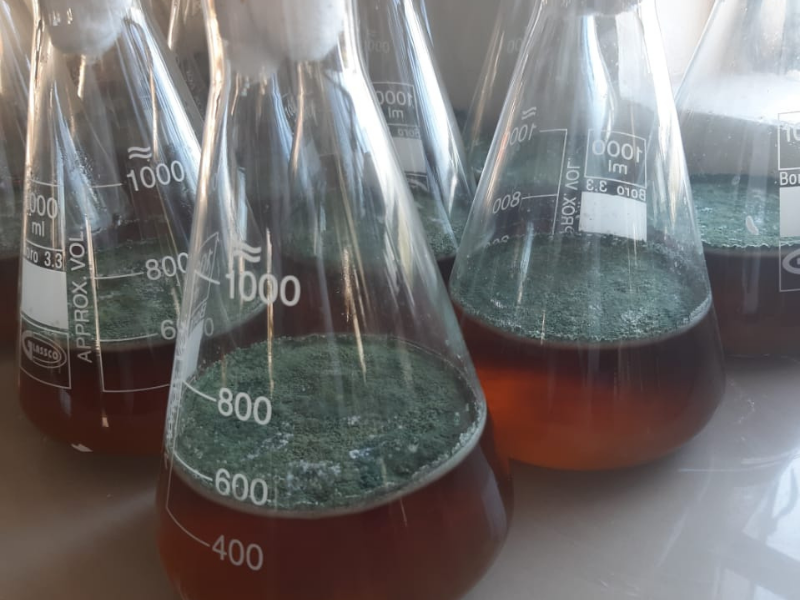 Fungus Trichoderma growing in a broth culture medium which has been isolated from the soil.