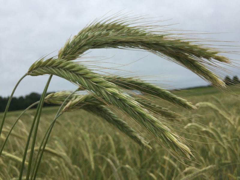 closeup of winter rye plant in field