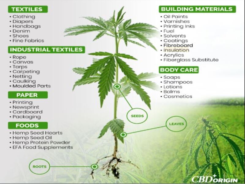 hemp plant and list of uses of hemp in food, pharmaceuticals, and industrial products