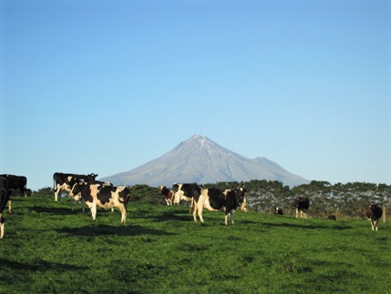 Vacas en pastoreo.