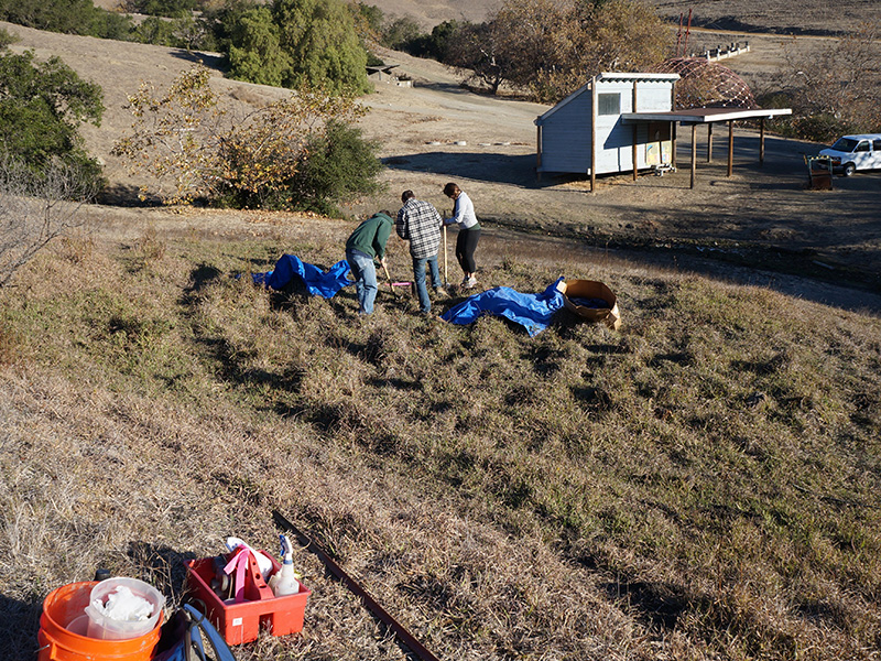 Los investigadores trabajan juntos para cavar un pozo de tierra en un humedal de bloque de depresión en Poly Canyon a lo largo de la costa central de California. Crédito: Karen Vaughan investigadores cavando el hoyo del suelo
