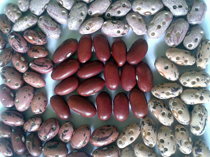 Frijoles blancos y rosados, todos llenos de agujeros de gorgojo, rodean un grupo de frijoles rojos oscuros sin agujeros.