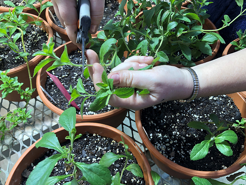 Realización de esquejes para la propagación de stevia en la Universidad Estatal de Carolina del Norte. Crédito: Todd Wehner Manos sosteniendo la herramienta de corte cortando un trozo de una planta de stevia