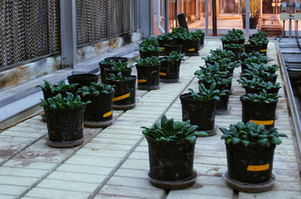 Spinach plants grown in greenhouse in cadmium-heavy soil