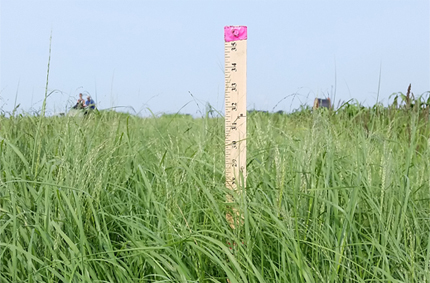 no-till teff in test field