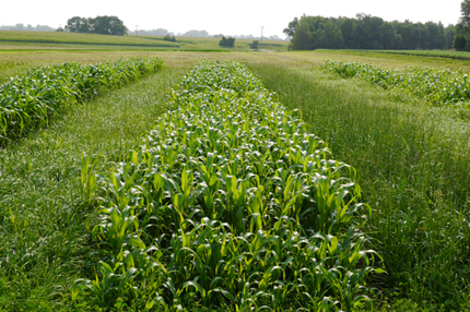 Test plots of Italian ryegrass, sorhum-Sudangrass, ryegrass with red clover