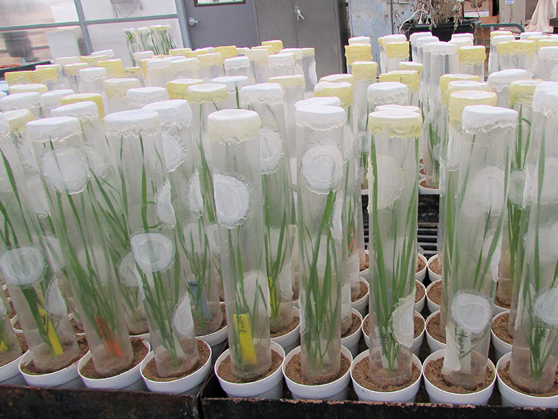 La unidad de investigación del USDA-ARS mantiene los tipos de pulgones de trigo rusos recolectados de diferentes regiones productoras de trigo. Los pulgones en plantas de trigo susceptibles están encerrados en jaulas de plástico cilíndricas. Crédito: Xiangyang Xu plantas de trigo en jaulas de plástico