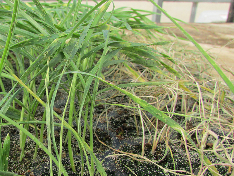 En un invernadero del USDA, un cultivar de trigo susceptible murió a las 3 semanas después de la infestación (derecha), mientras que una línea de reproducción que portaba un gen de resistencia al pulgón del trigo ruso todavía creció bien (izquierda). Crédito: Xiangyang Xu pulgones en el trigo