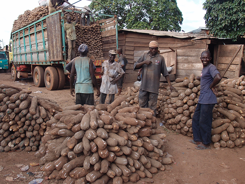 Cataloguing information about yams American Society of Agronomy