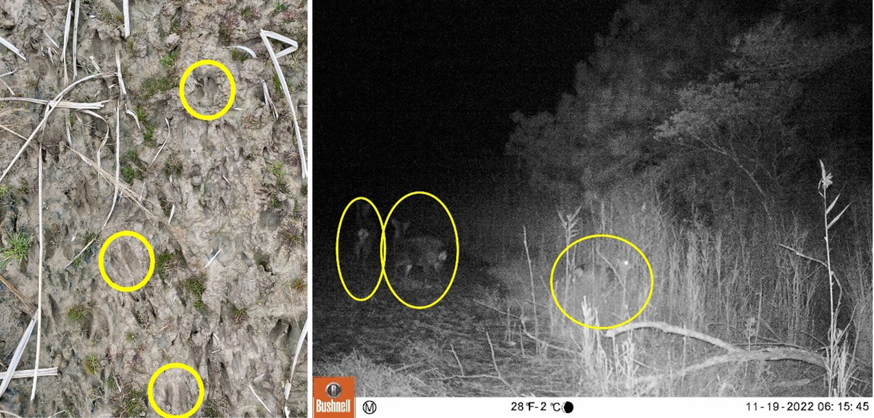 Footage from wildlife camera and tracks indicated that deer were active during the giant miscanthus growing season. Photo courtesy of Haley Sater and Bushnell wildlife camera.