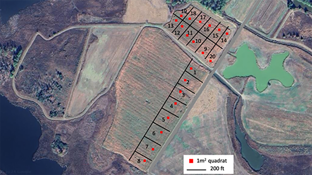 <<INSERT Figure 1. Field map showing 0.5-ac subdivisions and 1 m2 quadrats.