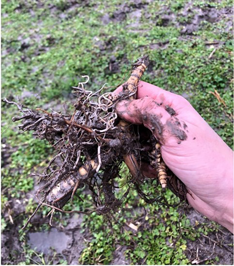 Giant miscanthus is propagated by rhizome. Giant miscanthus is a triploid species that does not have viable seeds and therefore poses a low risk of becoming invasive.