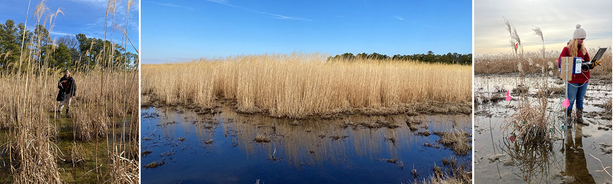 Giant miscanthus tolerated intermittent flooding. The photo on the left shows Year 1 growth (February 2023) in an intermittently flooded part of the field, and the middle photo shows Year 2 growth (February 2024) in an intermittently flooded part of the field. Photos by Haley Sater. The photo on the right shows giant miscanthus in the area of the field with nearly year-round flooded conditions where it failed to produce harvestable yield. Photo by Sarah Hirsh (taken December 2022).