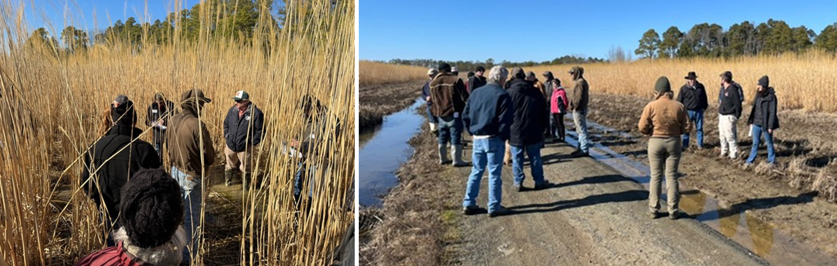 Maryland farmers, agriculture service providers, and policymakers are very impressed by this promising alternative crop for marginal land.