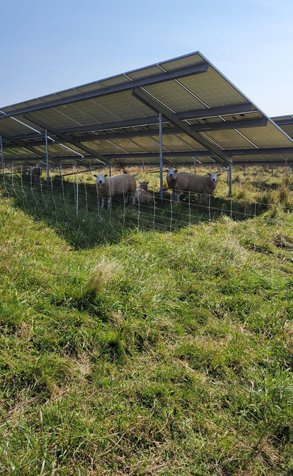 Figure 1. An example of a solar grazed site. Photo courtesy of A. Desario.