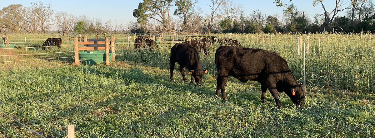 Livestock can play a vital role in improving soil health by increasing soil organic matter. Photo by Erick Santos.