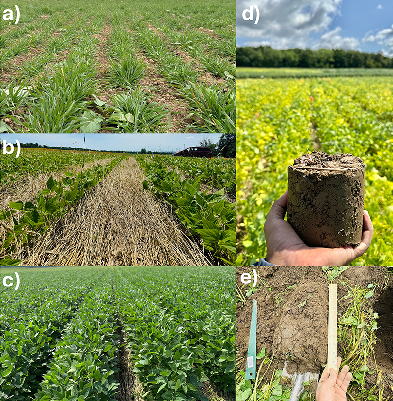 Figure 2. Building soil organic carbon is a multi-step process and requires integration of multiple tactics such as (a) growing overwintering cover crops like cereal rye and (b) rolling cover crops to incorporate crop residue into soil. Management strategies that minimize disturbances like erosion, compaction, and excessive soil exposure while maximizing organic matter inputs can lead to (c) productive crops and healthy soil (d and e).