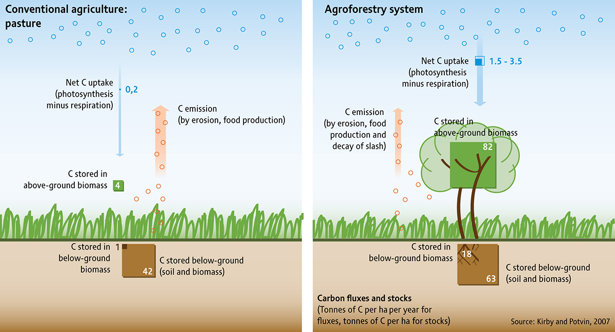 Figure 3. Agroforestry practices can attain large carbon gains compared to conventional agriculture. (Image source:Â https://www.grida.no/resources/7569; License:Â https://creativecommons.org/licenses/by-nc-sa/2.0/deed.en) 