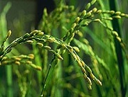 crop diversity