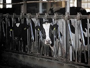 dairy