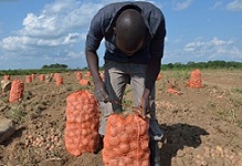 smallholder farmer