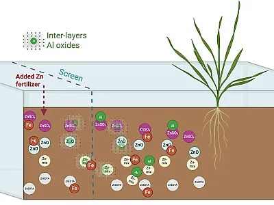 Illustration showing how different Zn fertilizers behave in neutral soil. Zinc sulfate and chelated Zn move farther from the application point and remain more available in the soil solution, whereas Zn oxide and mixed formulations quickly associate with soil minerals, such as iron and aluminum oxides, limiting zinc movement and availability to plants. Illustration courtesy of Sevendeep K. Chahal, Kansas State University.