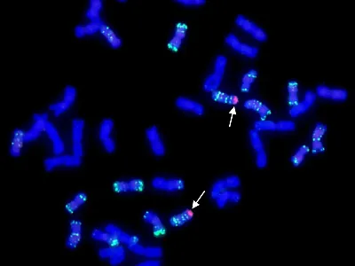 Fluorescence in situ hybridization (FISH) image of wheat chromosomes revealing the location of wheatgrass chromosome segments (red, labeled with arrows) that impart resistance to wheat streak mosaic virus, Triticum mosaic virus, and stem rust race Ug99. Photo courtesy of Dr. Dal-Hoe Koo, Kansas State University.