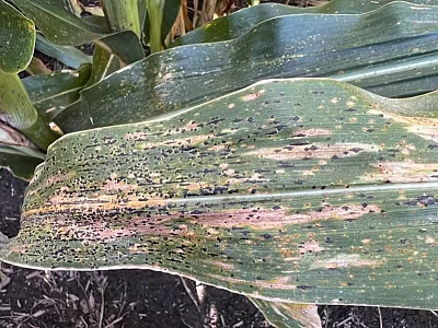 Tar spot lesions on a corn leaf. As the disease progresses, the black lesions will increase in size and coalesce. Photo taken on Aug. 31, 2021, at a field trial in Coldwater, MI. Photo courtesy of Harkirat Kaur.