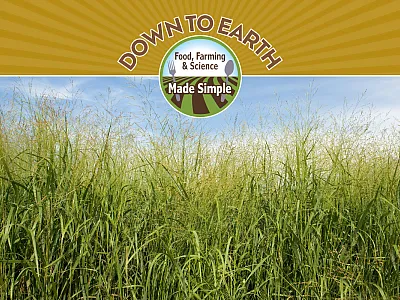 Switchgrass growing in eastern Nebraska. Photo by Peggy Greb, USDA-ARS.