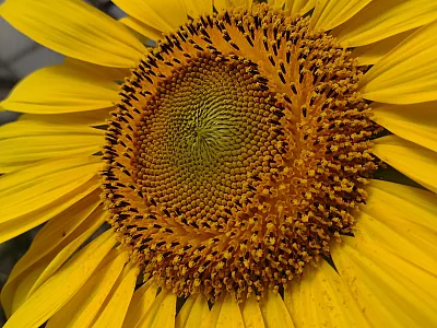 Hybrid oilseed sunflower in bloom. Photo courtesy of Chase Mason, University of British Columbia Okanagan. 