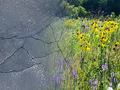 The outside landscape surrounding the Societies’ headquarters is getting transformed from pavement to a prairie. Photos courtesy of Alison Jennings (pavement, left) and Adobe Stock (Waukesha County meadow, right).