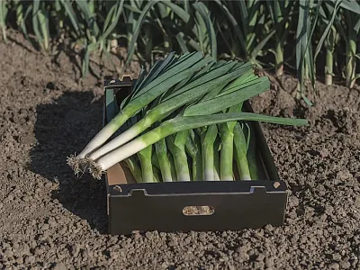 Researchers at Wageningen University produced a leek reference genome that can be used to improve the effectiveness of breeding efforts and result in more resilient varieties. Photo courtesy of Bejo Zaden B.V.