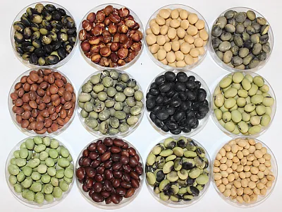 Representative diversity in seed size, shape, and seed coat color among large-seeded soybean accessions evaluated for edamame breeding. A conventional soybean accession is shown in the lower-right corner for comparison, highlighting the larger seed size of the edamame germplasm. Photo courtesy of Chengjun Wu, Rafael Marmo, and Caio Canella Vieira, University of Arkansas.
