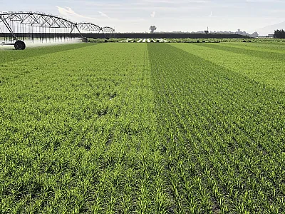 Cereal cover crops being irrigated. Photo courtesy of Eric Brennan, USDA–ARS. 